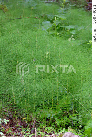 Equisetum arvense Equisetum arvense 16874031