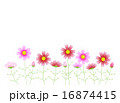 コスモス 16874415