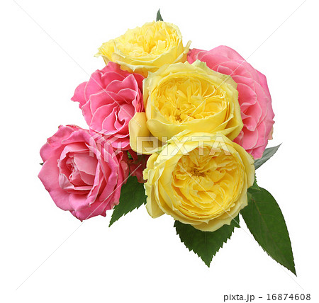 薔薇 16874608
