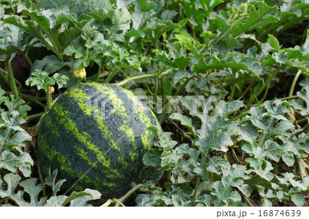 water mellon after rain 16874639