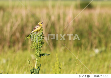 Yellow Wagtail, [Motacilla flava] 16874658