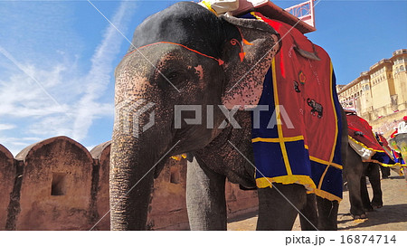 インドのゾウ インドのゾウ 16874714