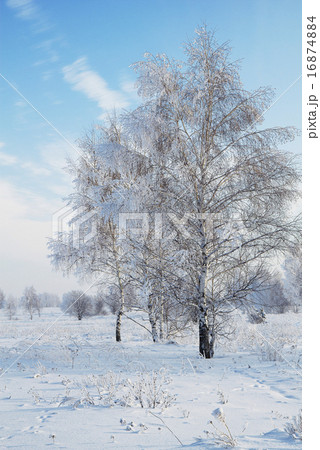 landscape in snow against blue sky. Winter scene. 16874884
