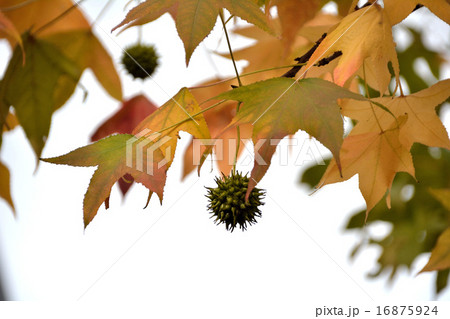 紅葉葉楓の秋の実 紅葉葉楓の秋の実 16875924