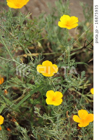 ハナビシソウ 16875935