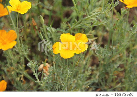 ハナビシソウ 16875936