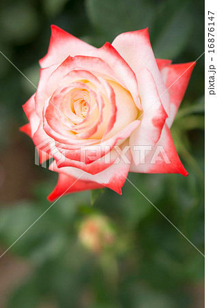 バラ（アンペラトリス ファラ） 16876147