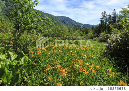 栂池自然園 栂池自然園 16876658
