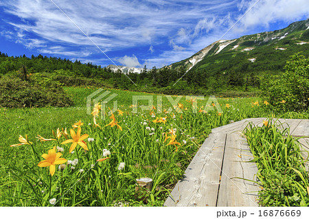 栂池自然園 栂池自然園 16876669