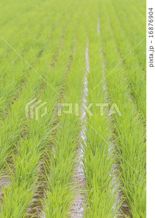 田んぼ005 16876904