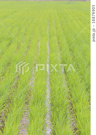 田んぼ006 田んぼ006 16876905