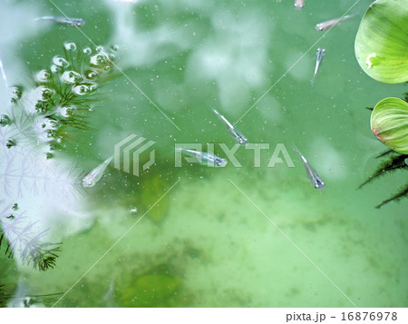 睡蓮鉢のめだか 16876978