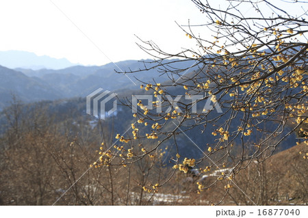 宝登山 ロウバイの花 16877040