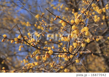 宝登山 ロウバイの花 16877042