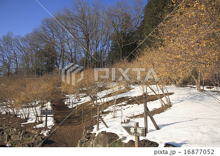 宝登山 ロウバイの花 宝登山 ロウバイの花 16877052