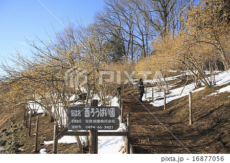 宝登山 ロウバイの花 宝登山 ロウバイの花 16877056