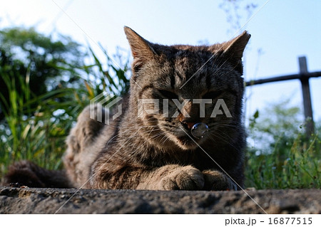 猫の鼻ちょうちんの写真素材