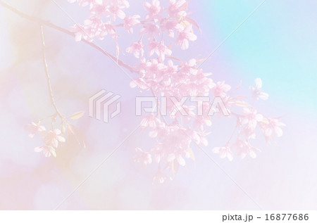 Sakura in soft style background 16877686