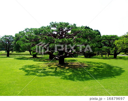 浜離宮恩賜公園 浜離宮恩賜公園 16879697