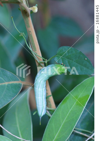 黄色雀蛾 キイロスズメガの幼虫 黄色雀蛾 キイロスズメガの幼虫 16881445