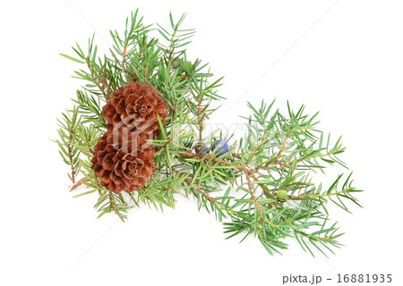 cones of spruce and juniper branchlet cones of spruce and juniper branchlet 16881935