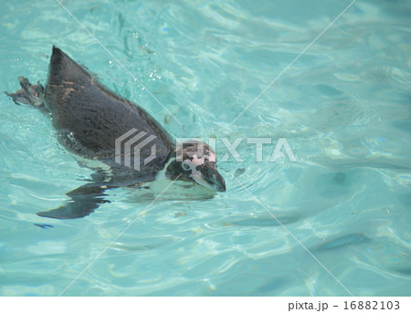 ペンギン 16882103