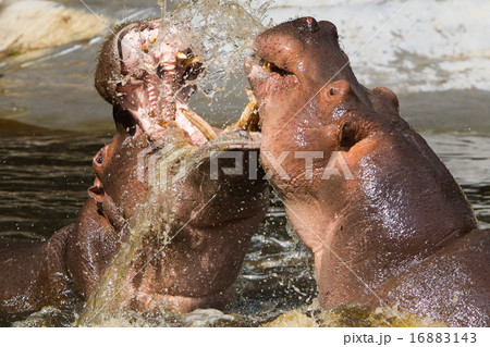 Two fighting hippos (Hippopotamus amphibius) Two fighting hippos (Hippopotamus amphibius) 16883143