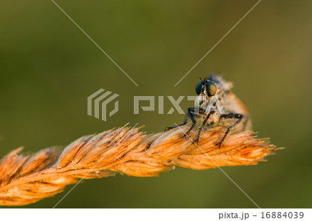 Asilidae 16884039