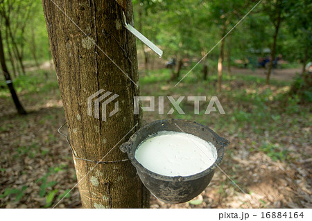 The latex sap from rubber 16884164
