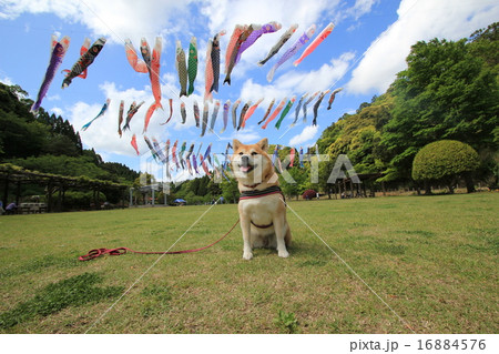 柴犬と泳ぐこいのぼり １の写真素材