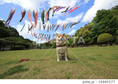柴犬と泳ぐこいのぼり 2 柴犬と泳ぐこいのぼり 2 16884577