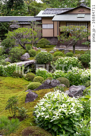 半夏生 - 建仁寺両足院 16884711