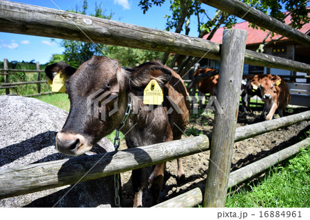 佐賀県　どんぐり村のジャージー牛 16884961