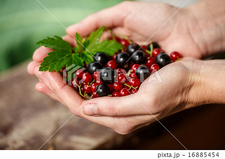 Redcurrant picking 16885454