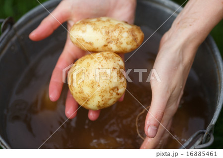 Potato harvesting 16885461
