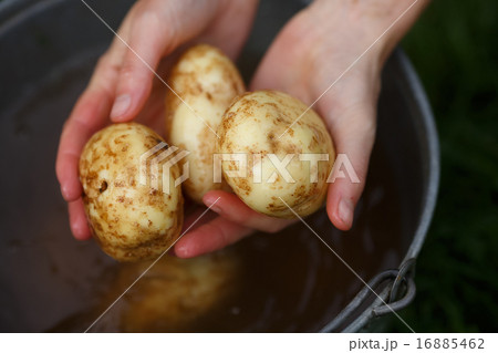 Potato harvesting 16885462