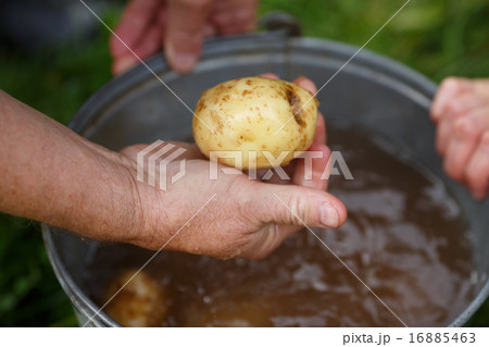 Potato harvesting 16885463
