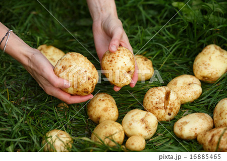 Potato harvesting 16885465