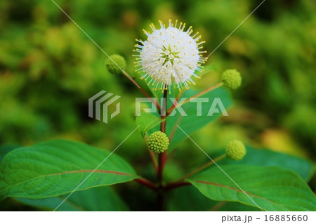 谷渡りの木 谷渡りの木 16885660