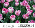 チューリップ 16885914
