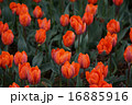 チューリップ　 16885916