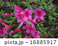 ツツジ 16885917