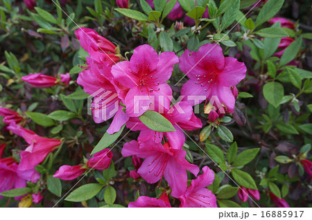 ツツジ 16885917