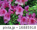 ツツジ 16885918