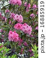 シャクナゲ 16885919