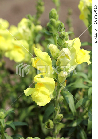 キンギョソウ 16886015