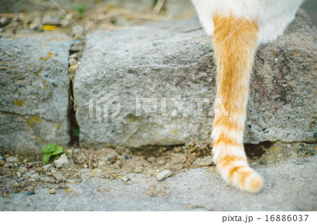 かわいいしっぽ 16886037