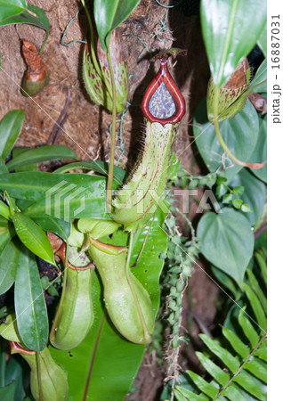 食虫植物　縦 16887031