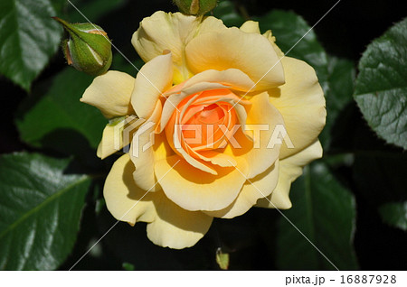 満開のアンバークイーン 16887928