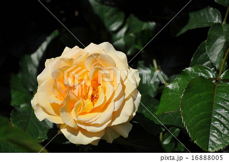 アンバークイーン 16888005